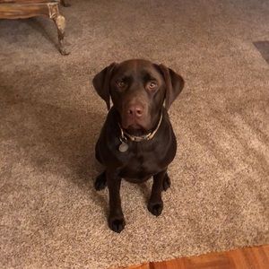 Meet your Posher, Lauren